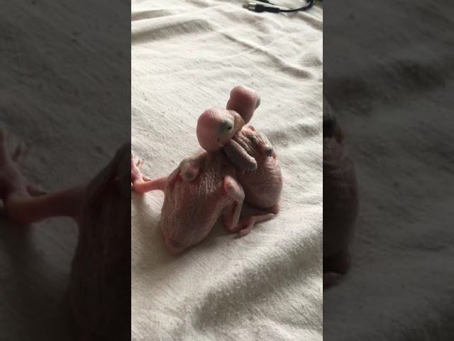 Птенцы выкормыши ожерелового попугая смотреть онлайн