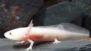 Самые Редкие Животные, Которых Вы Увидите Впервые в Жизни