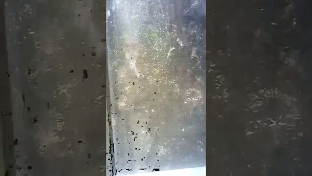 Голуби 2 часть заключение! смотреть онлайн