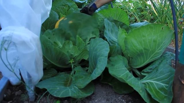 НАРОДНЫЕ ПРИМЕТЫ ОГОРОДНИКА! КОГДА САЖАТЬ НА БОГАТЫЙ УРОЖАЙ КАРТОФЕЛЬ, КАПУСТУ И ОГУРЦЫ смотреть онлайн