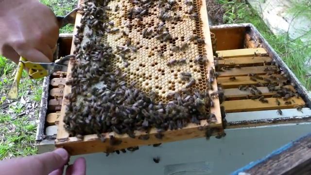 Queen Transplant #2 - The Gimp смотреть онлайн