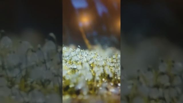 Эта лучшая молитва-гипноз  даст покой и силы.  .#жизненнаясила#преодолениепрепятствий#душевныйпокой