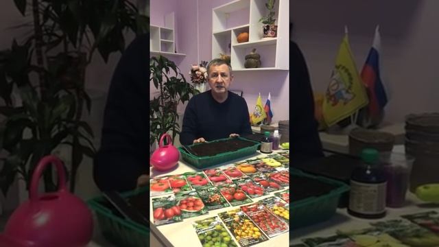 Выращивание рассады томата и правила выбора сорта смотреть онлайн
