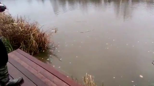 Светлые Горы Щука сход 12.11.2022г. смотреть онлайн