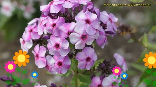 Флокс метельчатый Хулиган. Краткий обзор, описание характеристик phlox paniculata Huligan смотреть онлайн