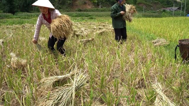 Living in the Countryside: Hien and her sister harvest rice | Routine that I Do Every Day смотреть онлайн