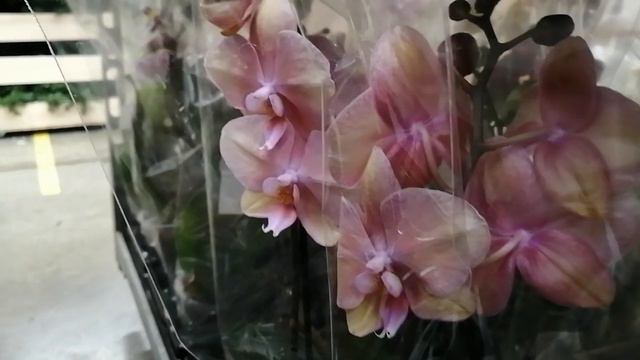 09.12.23г.Красотки орхидеи в Леруа Картмазово Москва Киевское шоссе. смотреть онлайн