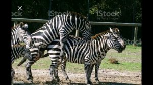 КАК СПАРИВАЮТСА РАЗНЬІЕ ЖИВОТНИЕ