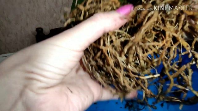 Пошаговая пересадка азиатской каттлеи из транспортировочного мха.#каттлея#пересадка# смотреть онлайн