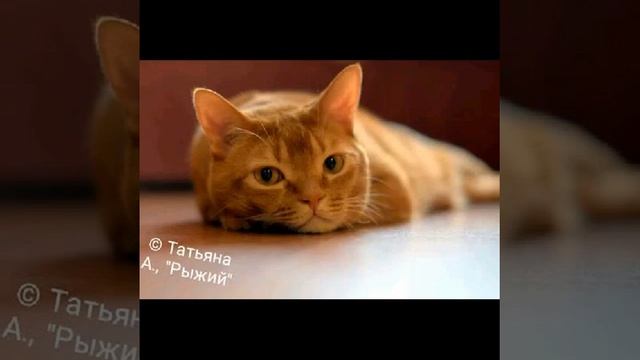 Заколдованный зоопарк смотреть онлайн