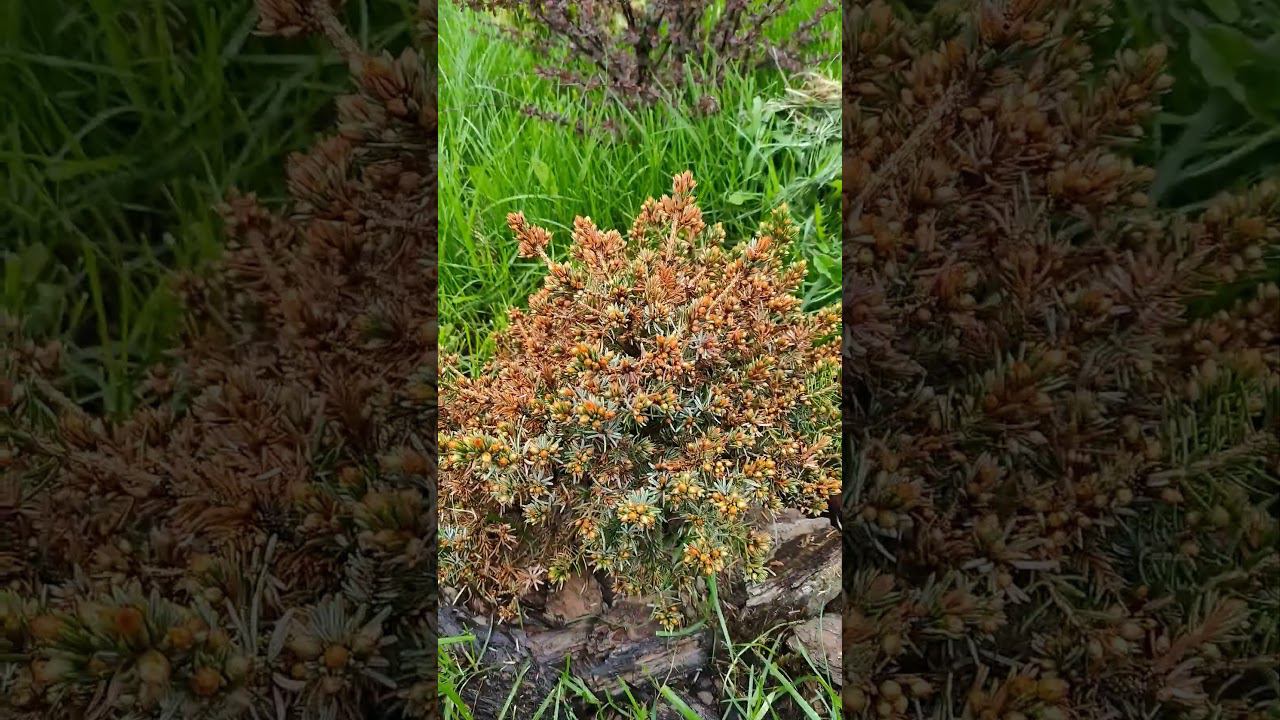 сербская нана. продажа