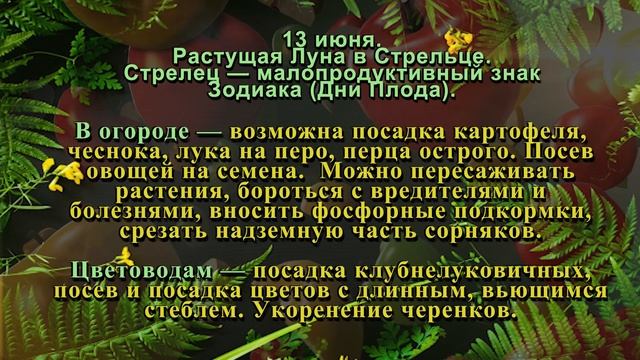 Лунный посевной календарь на ИЮНЬ 2022. Уход и посев растений в саду и огороде. Агрогороскоп смотреть онлайн