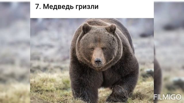 10 самых опасных животных в мире.