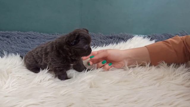 Амира ждёт родителей ❤️ Девочка чихуахуа, голубая с белыми отметинами. Дата рождения 9.10.22 смотреть онлайн