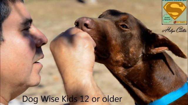 Saving Dobermankind Presents Adoptable Doberman Crockett смотреть онлайн
