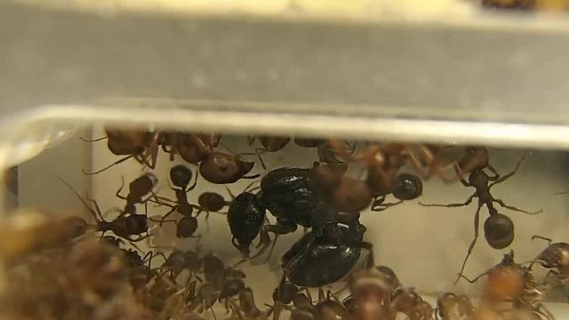 Кладка партии яиц муравьиной маткой