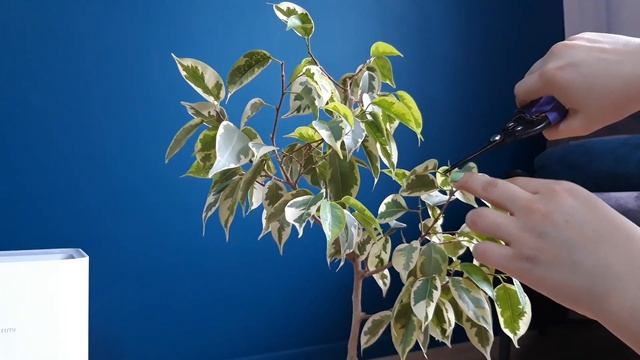 Фикус Старлайт// Пересадка и обрезка смотреть онлайн