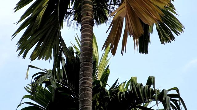 Canon IXUS 255 Video recording test at 1080p / 24 fps - Canon IXUS 255 review смотреть онлайн