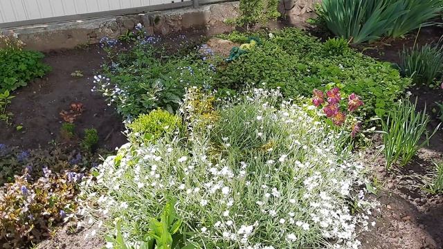 Мой цветник, май 2021 / Клумбы весной / Клумбы своими руками / Цветник весной смотреть онлайн