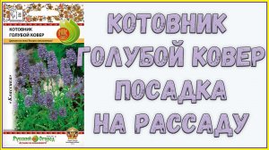 Посадка КОТОВНИКА на РАССАДУ // Огород 2018 // Жизнь в деревне