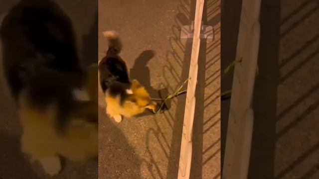 Когда ты слишком самостоятельный смотреть онлайн