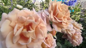 Планирование розария и результат. Монотонные посадки не очень.