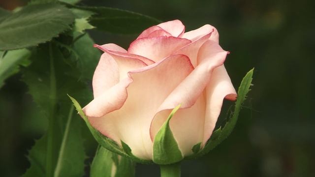 Розовые розы смотреть онлайн