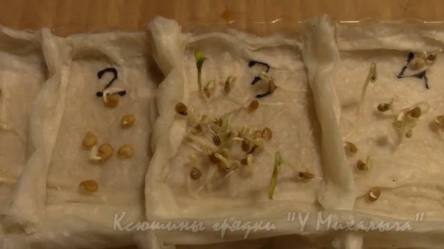 Пробное проращивание семян (часть 2) смотреть онлайн