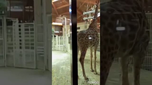 Как кушает жираф смотреть онлайн