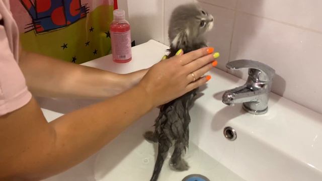 Dirty Kitten John Takes A Bath | Now I'm Clean And Dry