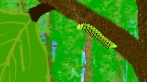 Рождение бабочки.