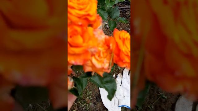 РОЗА ПАРКОВАЯ ,,ОРАНЖ БЕЙБИ" от ПОЛИНЫ КОЗЛОВОЙ . смотреть онлайн