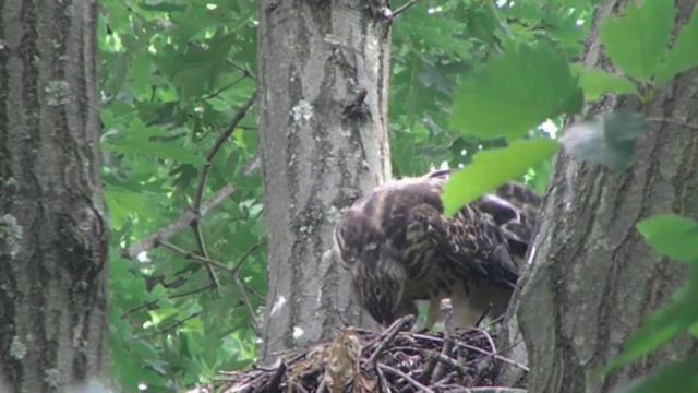 Fledgling struggling to swallow critter, then goes to Plan B смотреть онлайн