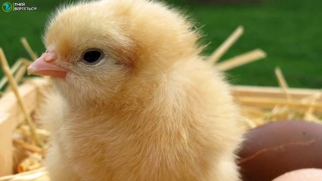 ТОП 6 Бизнес идеи для села и деревни Как заработать в деревне смотреть онлайн