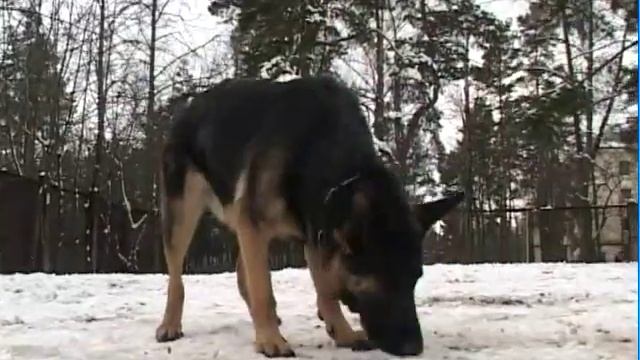 Ошейник для собак смотреть онлайн