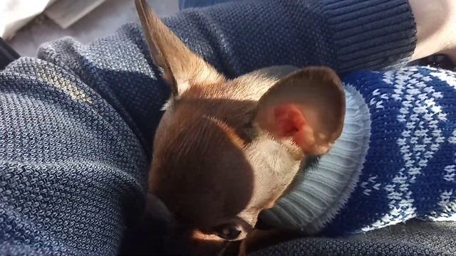 Тойчик крупным планом , на даче , в машине!