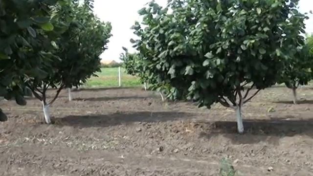 Plantaza lesnika SEKULIC смотреть онлайн