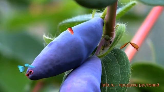 Жимолость съедобная Блю Банана (blyu banana) ? обзор: как сажать, саженцы жимолости Блю Банана смотреть онлайн