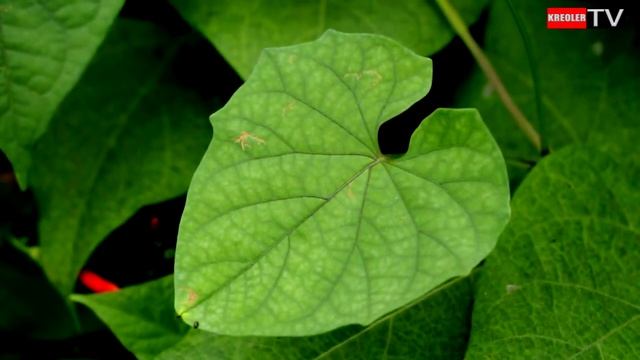 Ipomée quamoclit смотреть онлайн