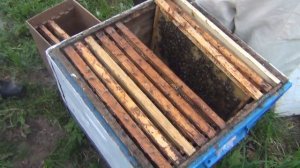 Продажа пчел и пчелопакетов КАРНИКА. СМОТРЕТЬ ДО КОНЦА!!!