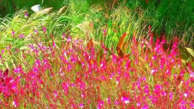 Beautiful Flowers with Relaxing Soft Piano Music, Sleep Music, Meditation Music. смотреть онлайн