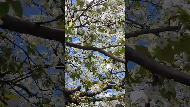 Чудесное цветение черешни смотреть онлайн