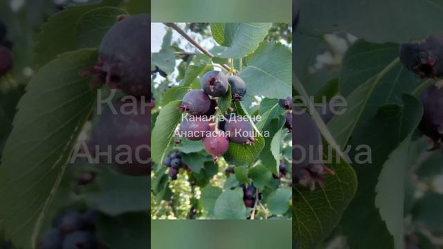 Ассорти ягод. Малина, смородина, ирга, крыжовник, вишня. Какая ягода ваша любимая?