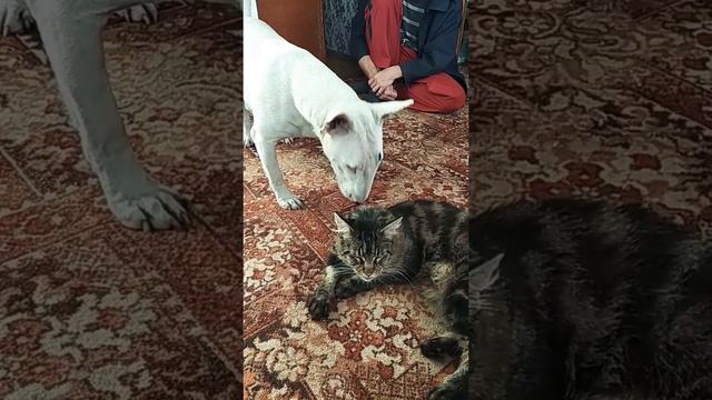 Знакомство бультерьера и Мейн Кун смотреть онлайн