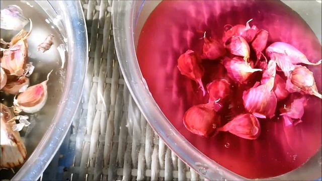 КОГДА И КАК САДИТЬ? ОЗИМЫЙ ЧЕСНОК И ЧЕМ ПОДКОРМИТЬ?