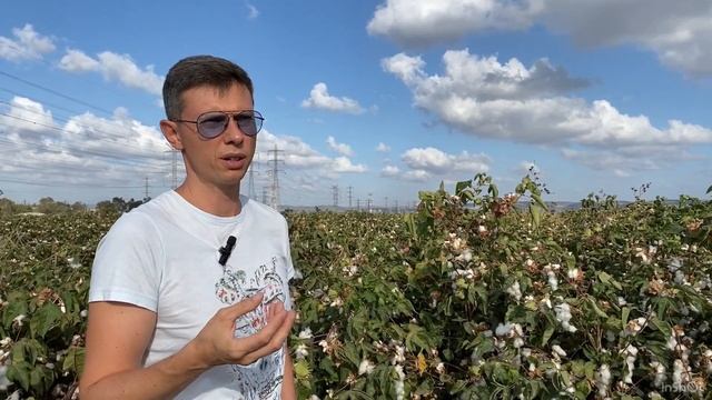 КАК ЦВЕТЕТ ХЛОПОК НА СЕВЕРЕ ИЗРАИЛЯ ОГРОМНЫЕ БЕЛЫЕ ПОЛЯ РЯДОМ С ГОРОДОМ ХАЙФА ИНТЕРЕСНО ПОСМОТРЕТЬ смотреть онлайн