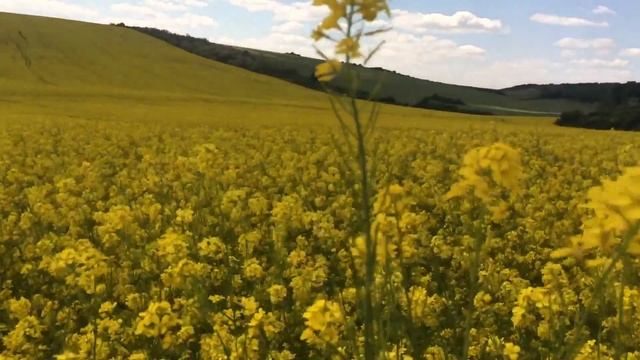 Горчица озимая желтая. 12.05.18 смотреть онлайн