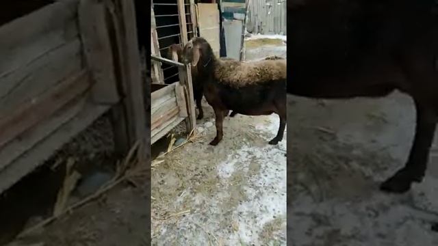 Порода Арашан матка с ягненком на оценку. Ягненку 3 месяца. смотреть онлайн