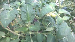 ТОМАТ ФИФТИ - СОВЕТУЮ ВСЕМ,  в Июне будете снимать плоды.Никогда не болеют томаты от такой обработк