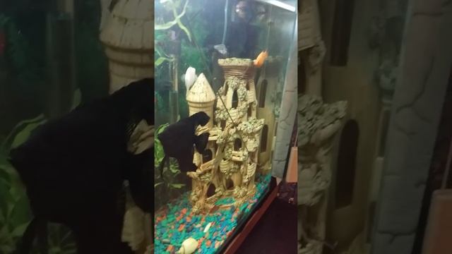 Аквариум , рыбки едят червей. Кормление рыбок свежеморожеными червями. смотреть онлайн